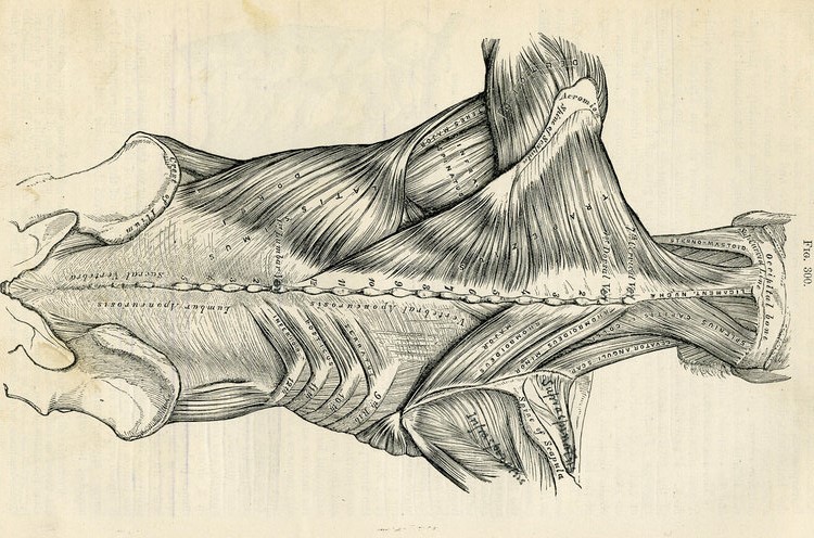 Masoterapia milenaria