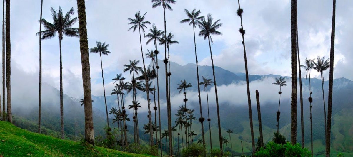 Valle de Cocora