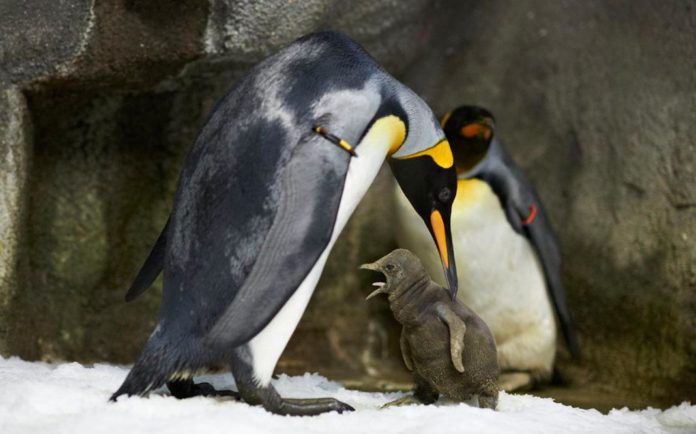 Pingüinos