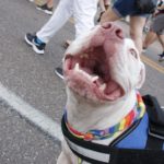 St. Pete Pride 2019