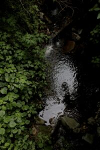 Medio ambiente, Construyamos conciencia ambiental colectiva, El Poblado en Historias