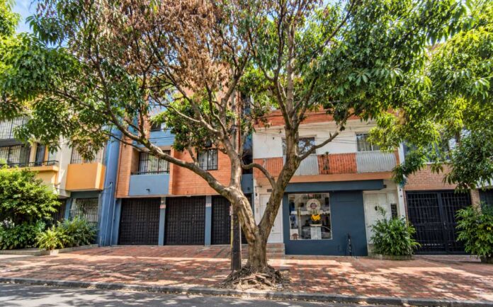 Árbol de mango con ramas secas y follaje verde en un andén del barrio Manila, en El Poblado, Medellín.