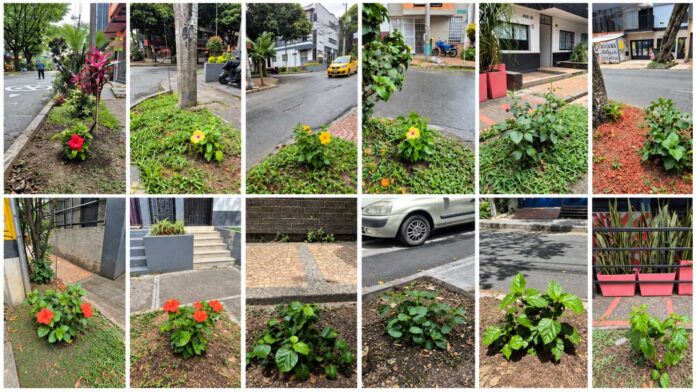 Collage de doce fotografías de San Joaquines sembrados en las franjas verdes del barrio Manila, El Poblado.